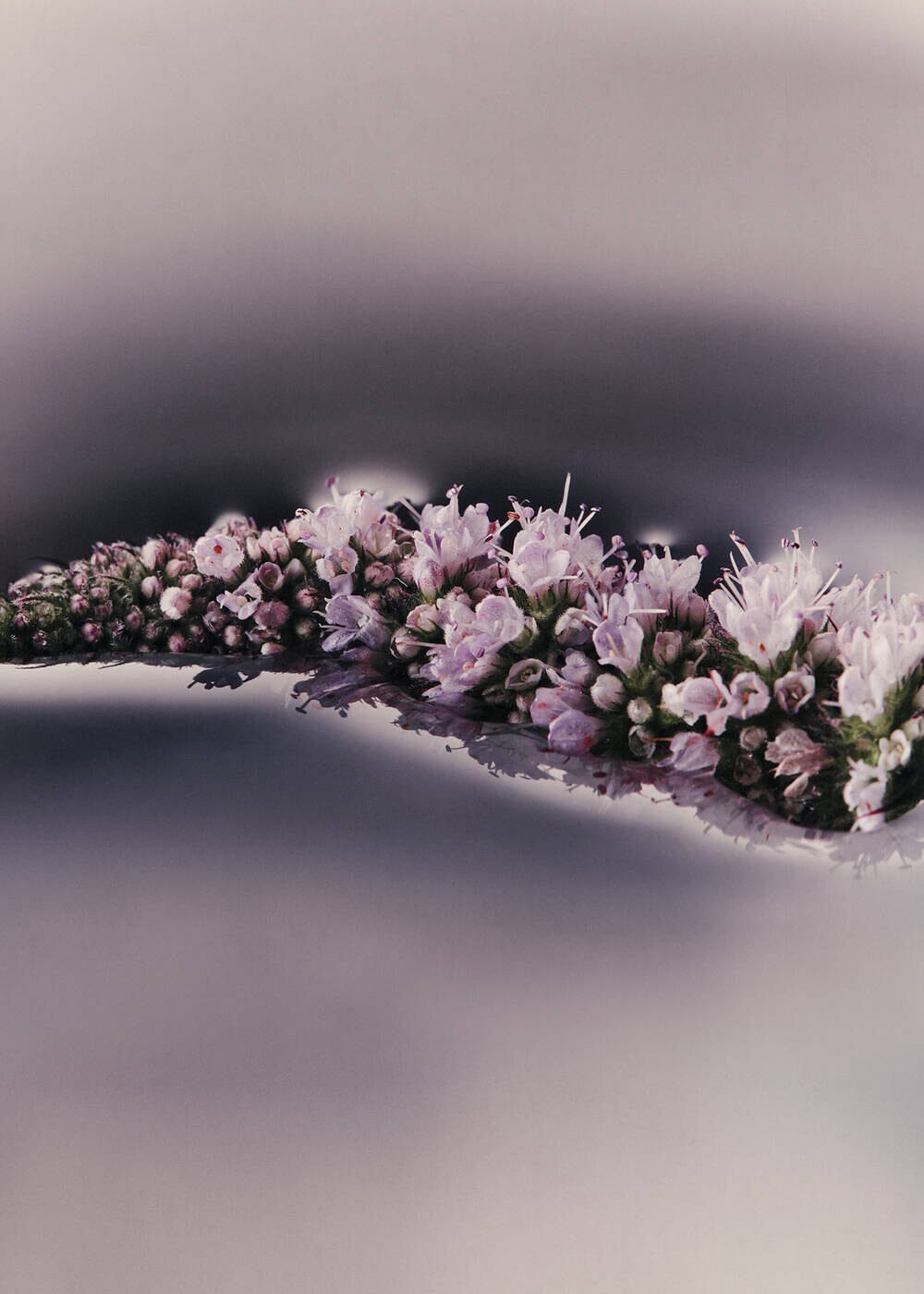 Aesop // Eleos Nourishing Body Cleanser Beauty Aēsop 