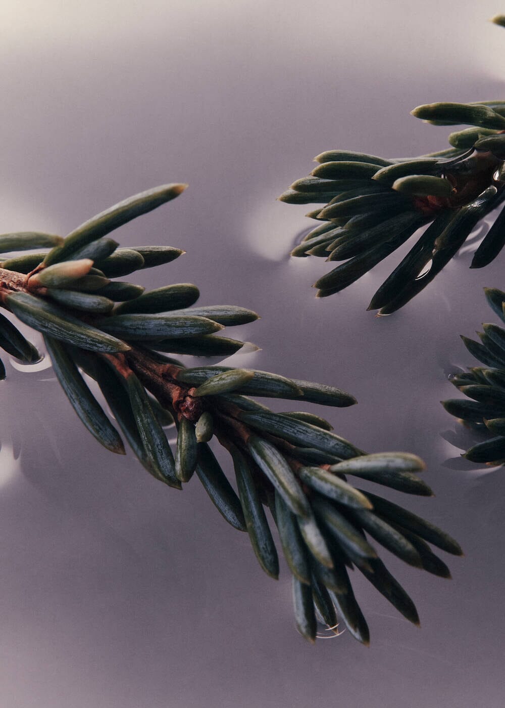 Aesop // Eleos Nourishing Body Cleanser Beauty Aēsop 