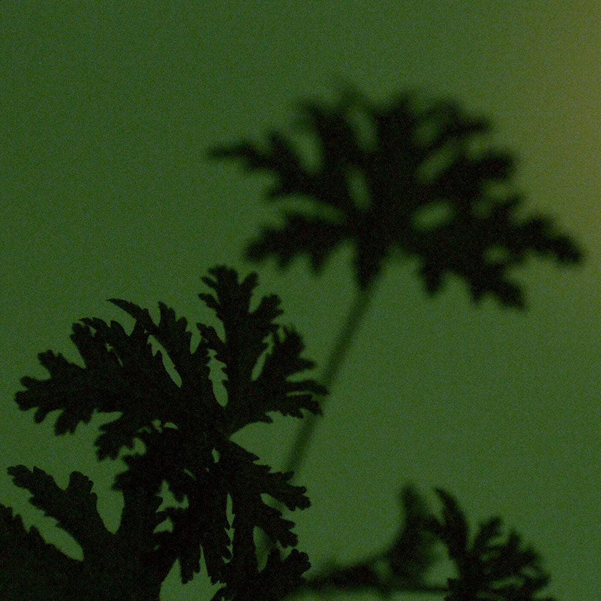 Aesop // Geranium Leaf Duet Beauty Aēsop 
