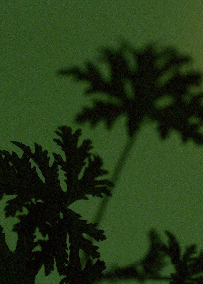 Aesop // Party In The Greenhouse / Gift Kit Beauty Aēsop 