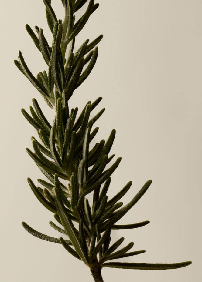 Aesop // Resurrection Aromatique Hand Balm / 75mL Beauty Aēsop 